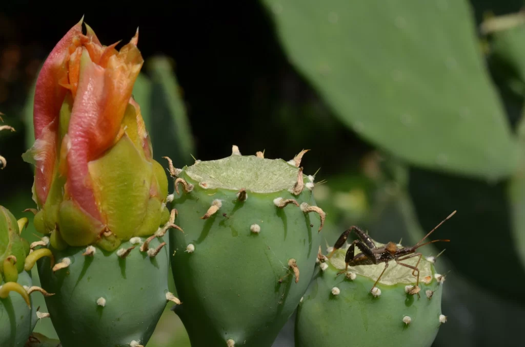 Cactus Green Red Orange Bud Nature