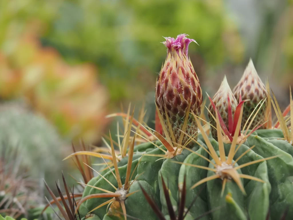 Cactus Green Spikes Blooming Bud Macro