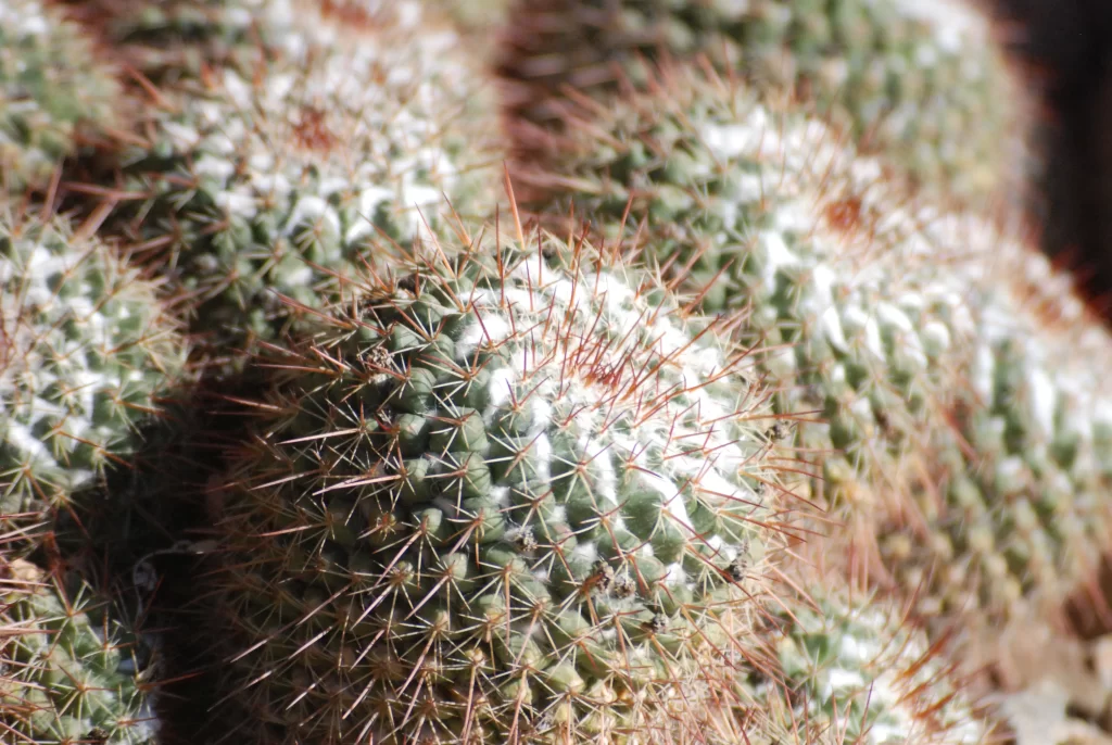 Cactus Green Spikes Brown Desert
