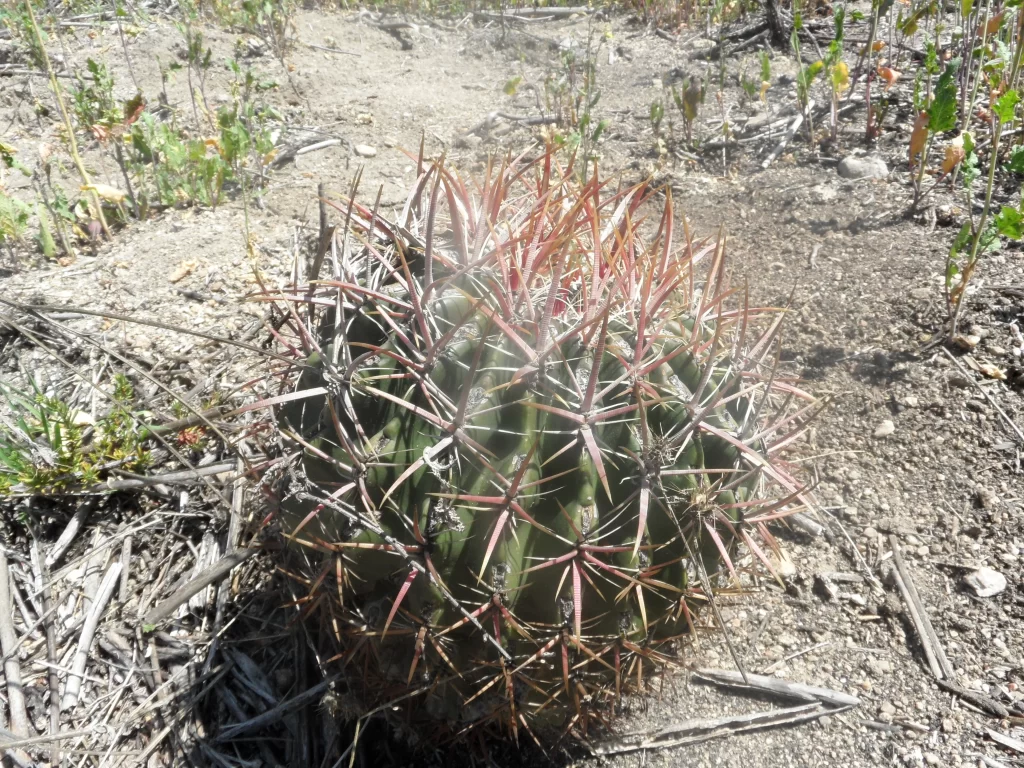 Cactus Green Spikes Brown Soil Desert
