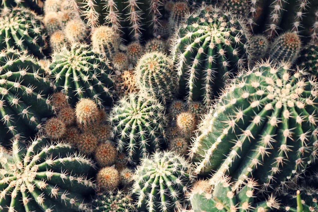 Cactus Green Spikes Brown Clusters Desert