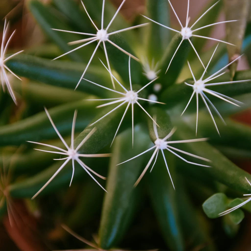 Cactus Green Spikes Close Up neutral Macro