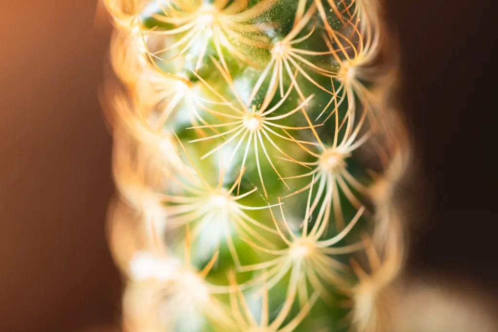Cactus Green Spikes Close Up neutral Macro