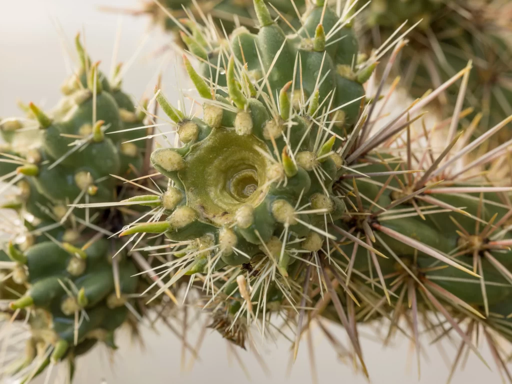 Cactus Green Spikes Desert warm Plant