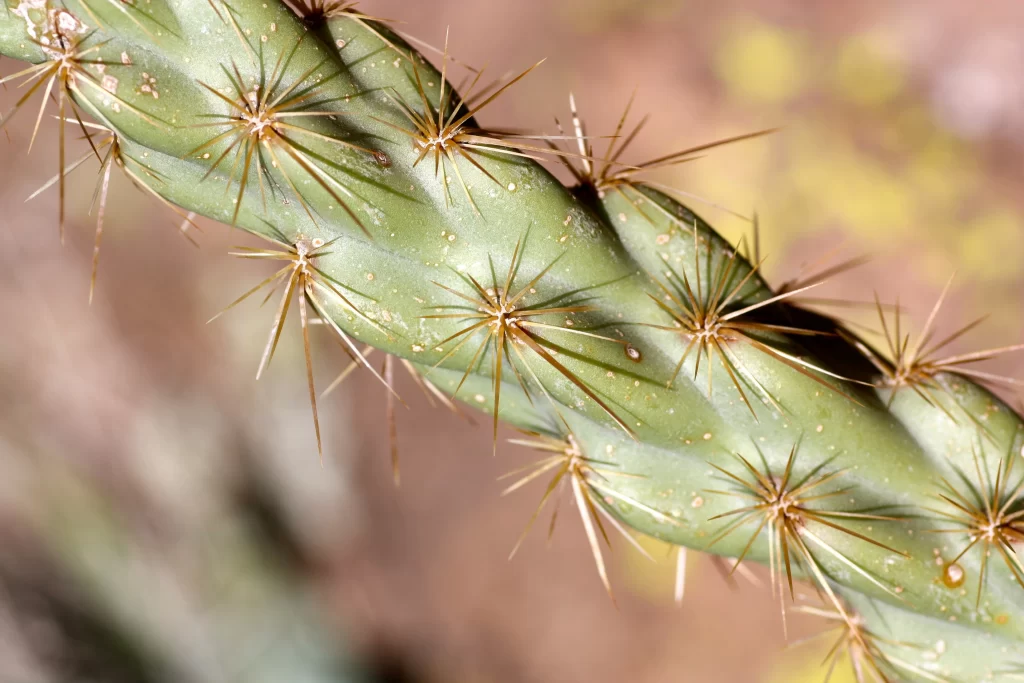 Cactus Green Spikes Desert warm Plant