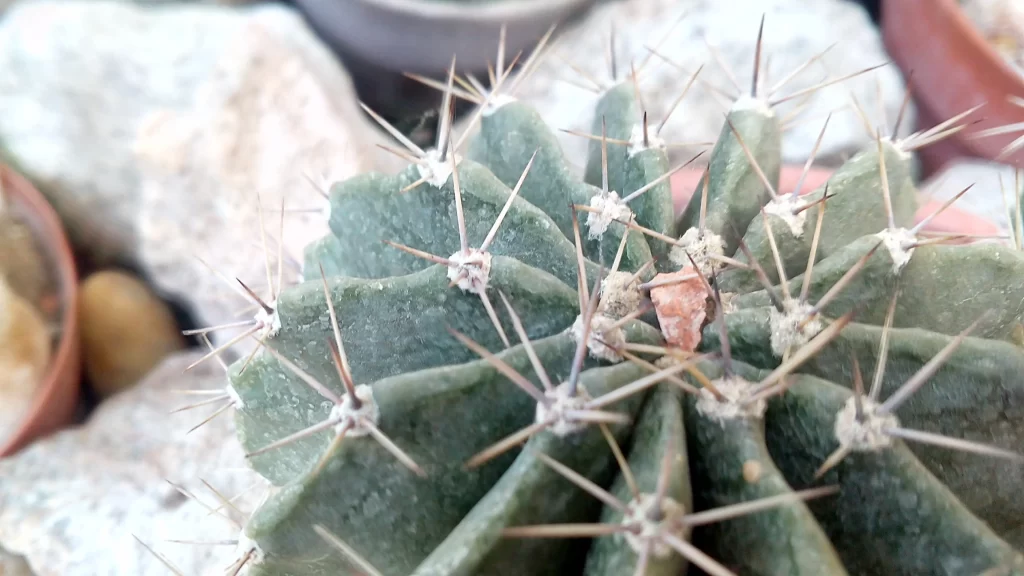 Cactus Green Spikes Rock Garden