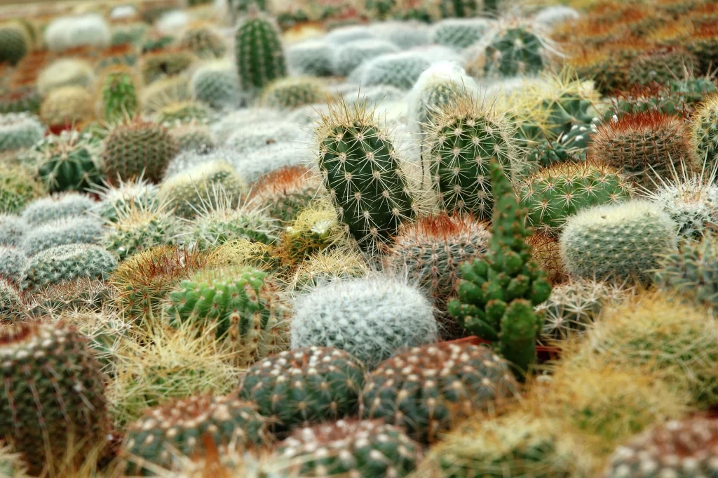Cactus Green Spikes Round Shapes Dense Cluster