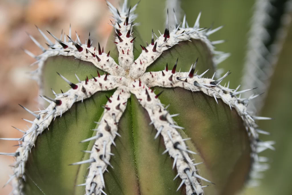 Cactus Green Spikes White Red Desert