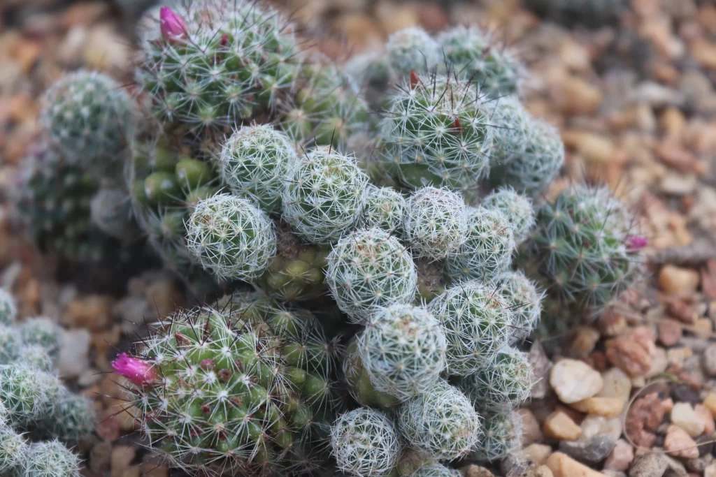 Cactus Green Spiky Blooming Pink Flower