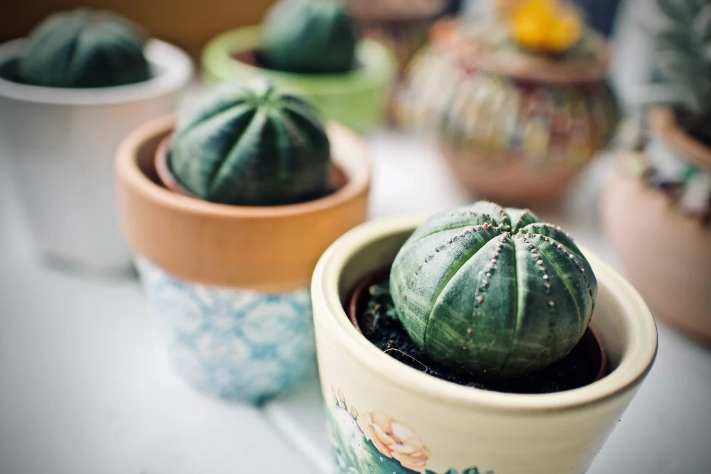 Cactus Green Spiky Round Potted