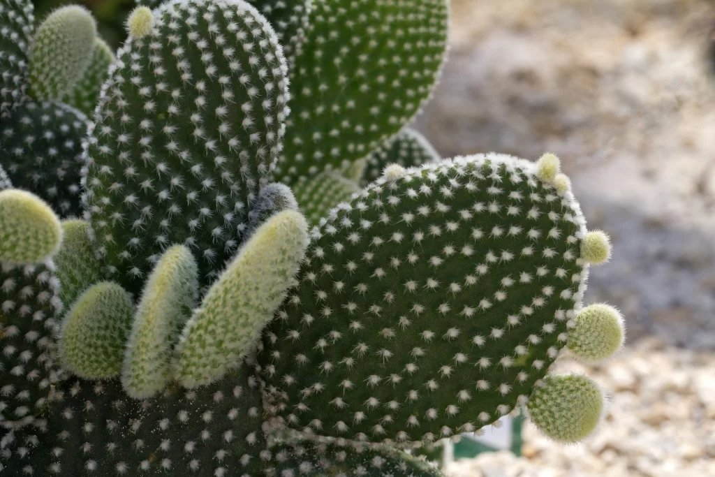 Cactus Green Spines Desert Dry Soil