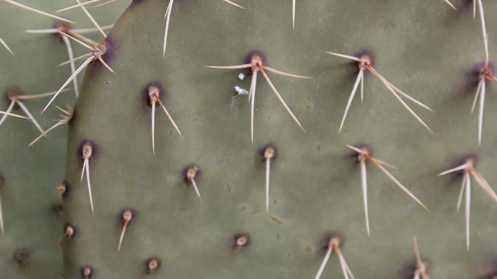 Cactus Green Spines Desert Plant
