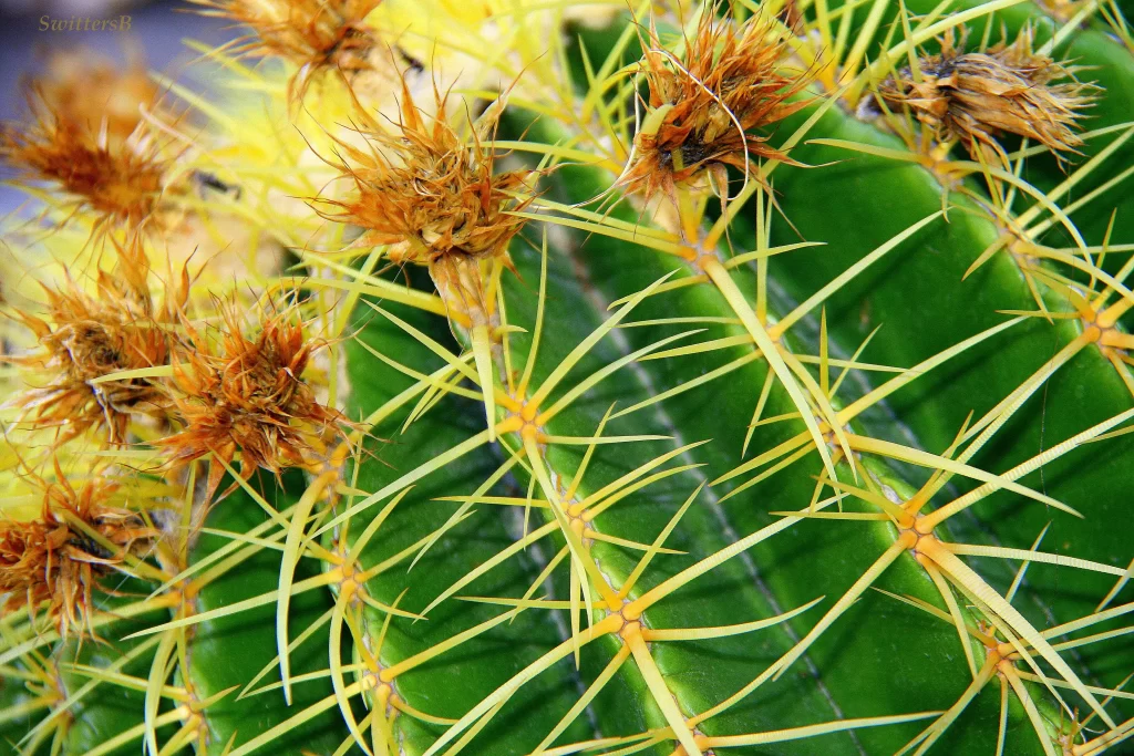 Cactus Green Spines Yellow Brown
