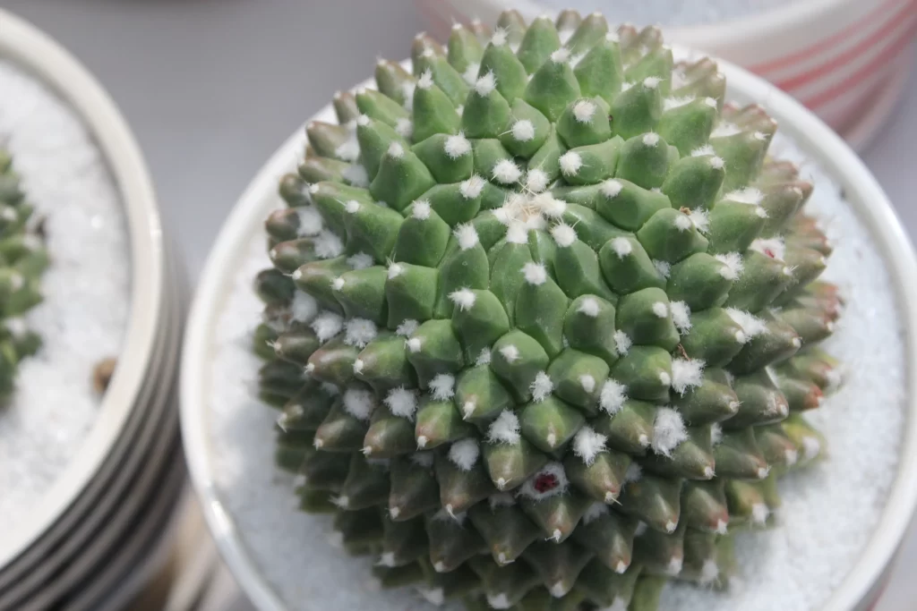Cactus Green White Spiky Leaves Close Up Macro