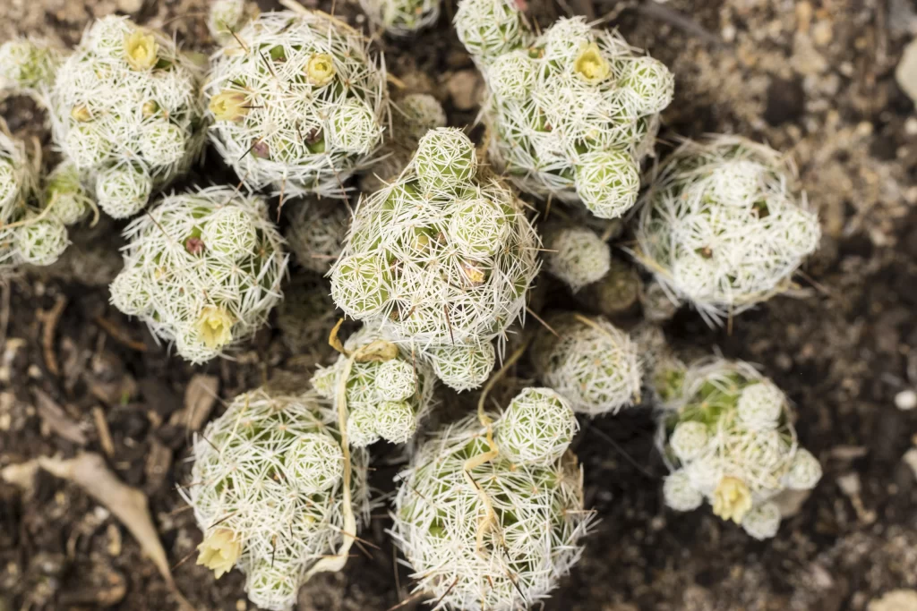 Cactus Green White Spiky Blooming Macro