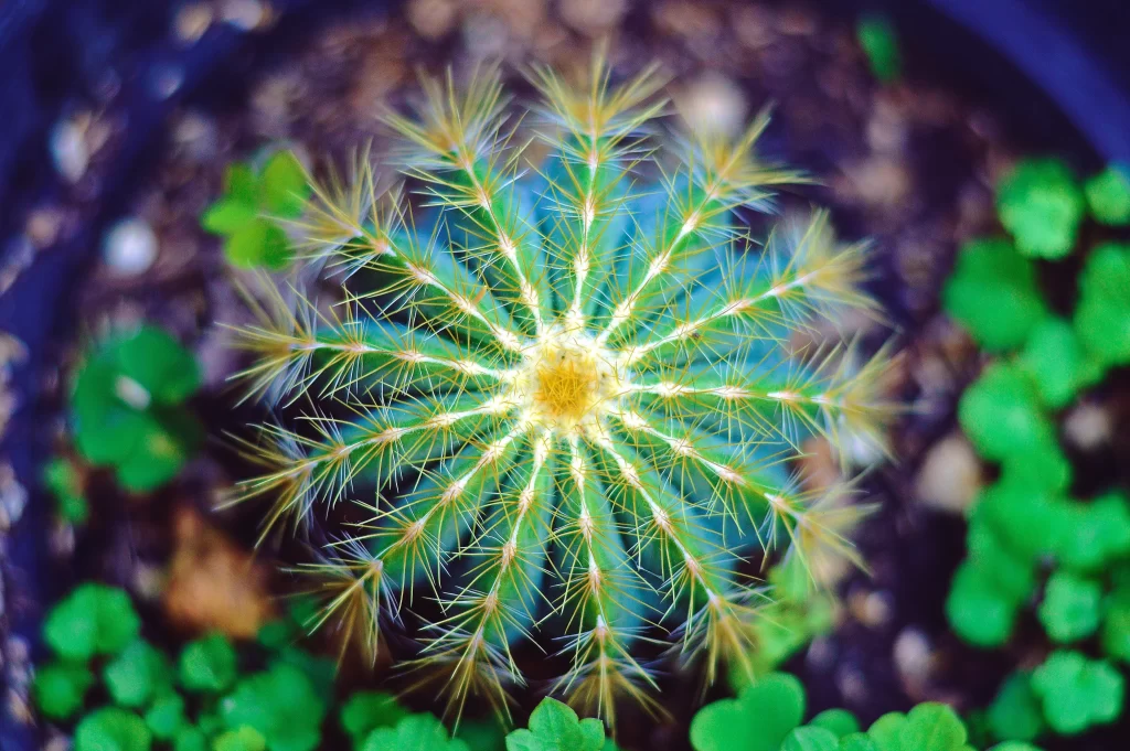 Cactus Green Yellow Spikes Soil Leaves