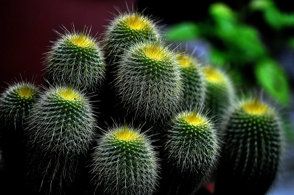 Cactus Green Yellow Spikes Close Up Macro