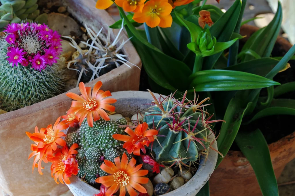 Cactus Orange Flower Blooming Green Leaves