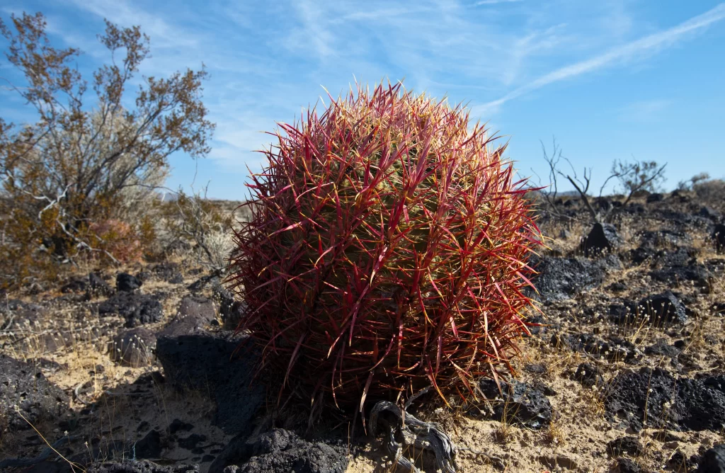 Cactus Red Spines Green Desert Blue Sky