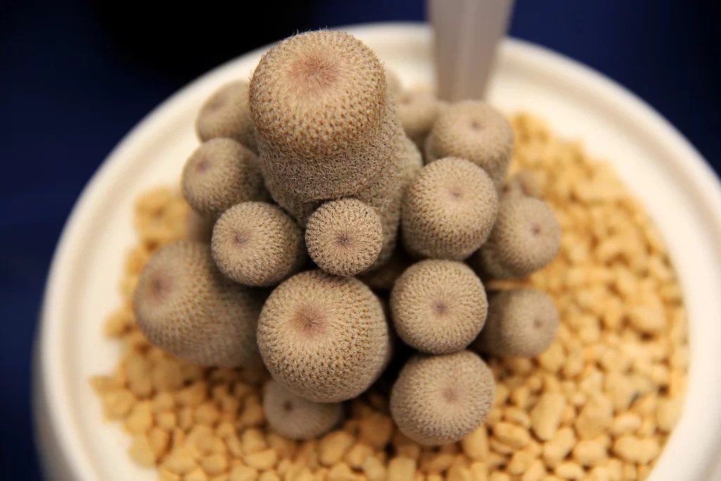 Cactus Round Brown Cluster Spikes