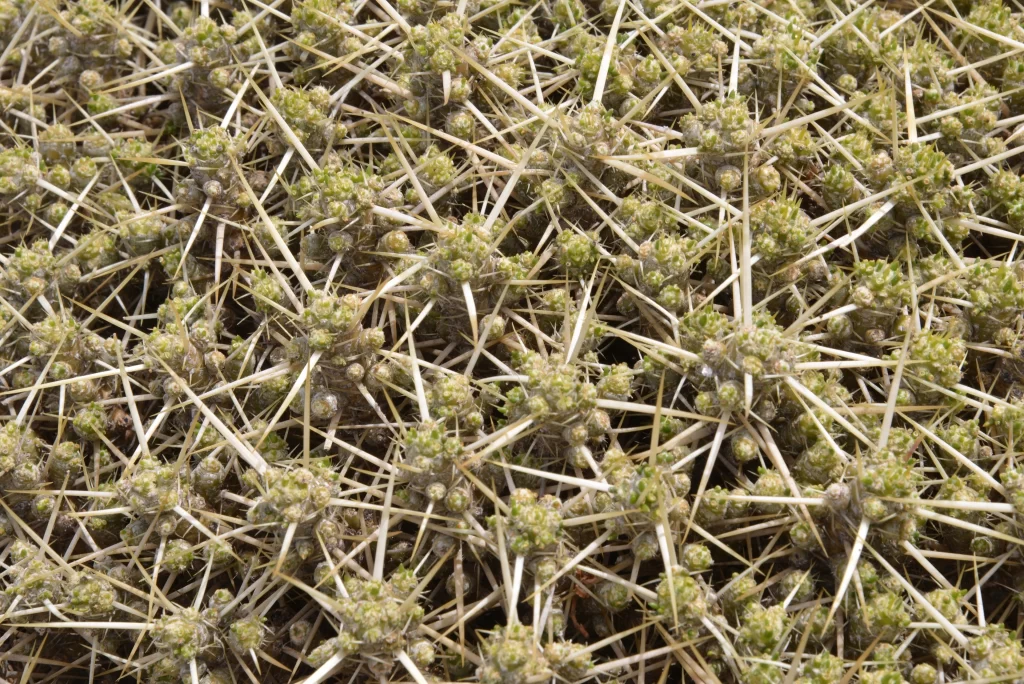 Cactus Spiky Green Brown Desert