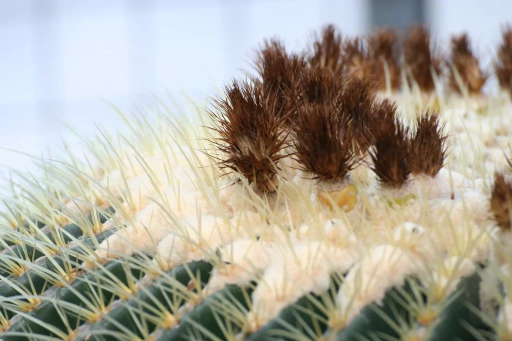Cactus Spiky Green Brown Close Up Macro