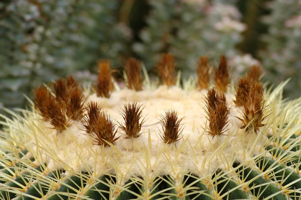Cactus Spiky Green neutral Brown