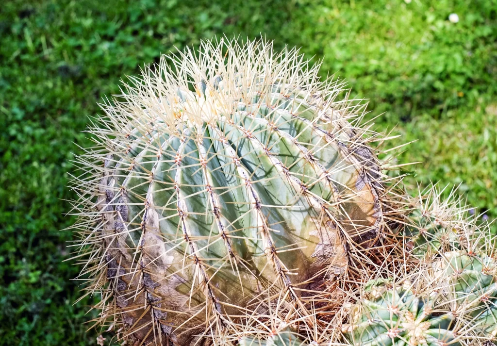 Cactus Spiky Green neutral Brown
