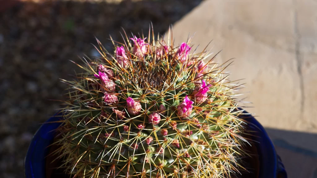 Cactus Spiky Green Pink Blooms Outdoor