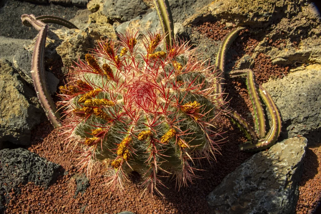 Cactus Spiky Green Red Blooming Desert