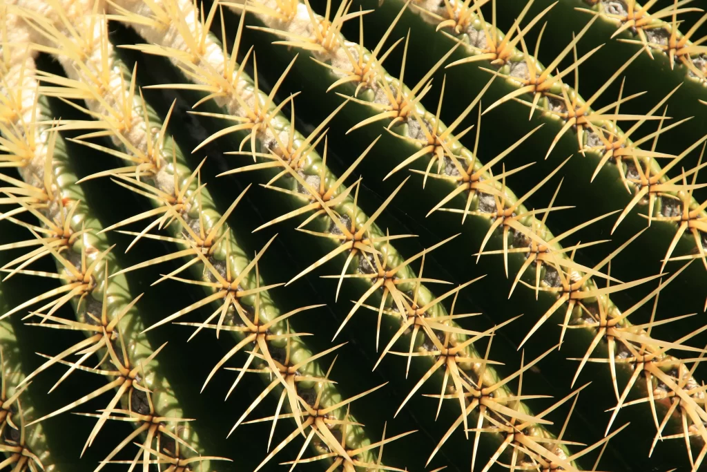 Cactus Spines Green Yellow Desert