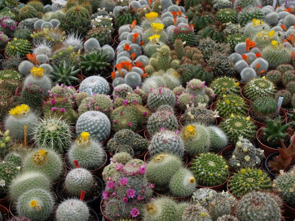 Cactus Variety Green Orange Yellow Pink Blooming