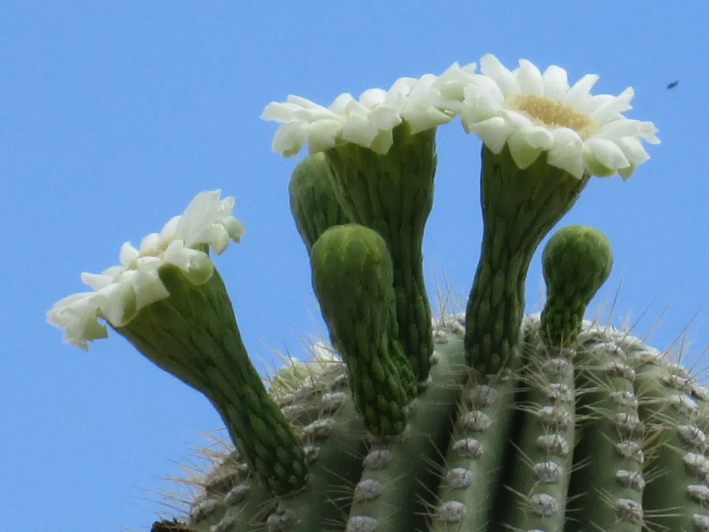 Cactus White Flower Green Spikes Blue Sky