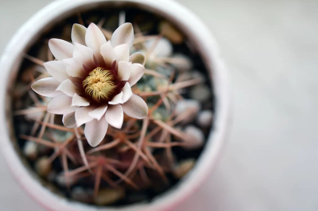 Cactus White Flower Pink Spikes Green Pot