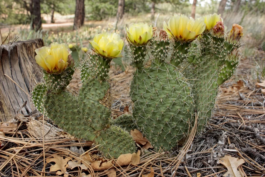 Cactus Yellow Green Spines Blooms Desert