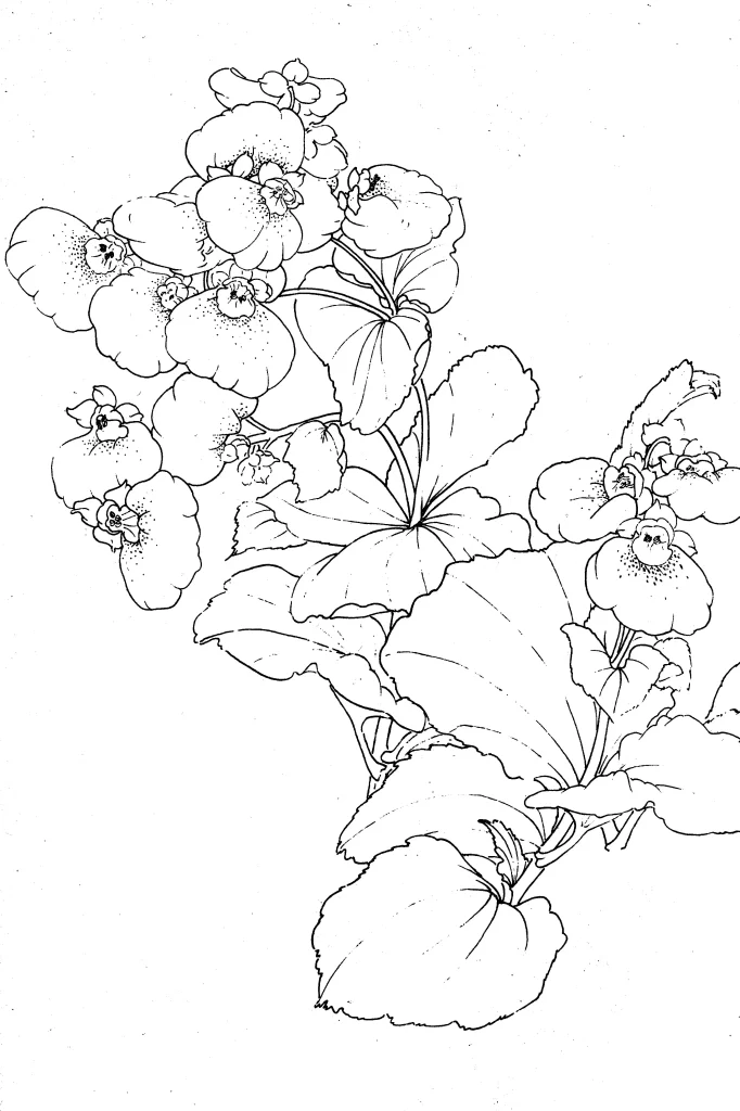 Calceolaria Chinese Line Drawing Botanical Art