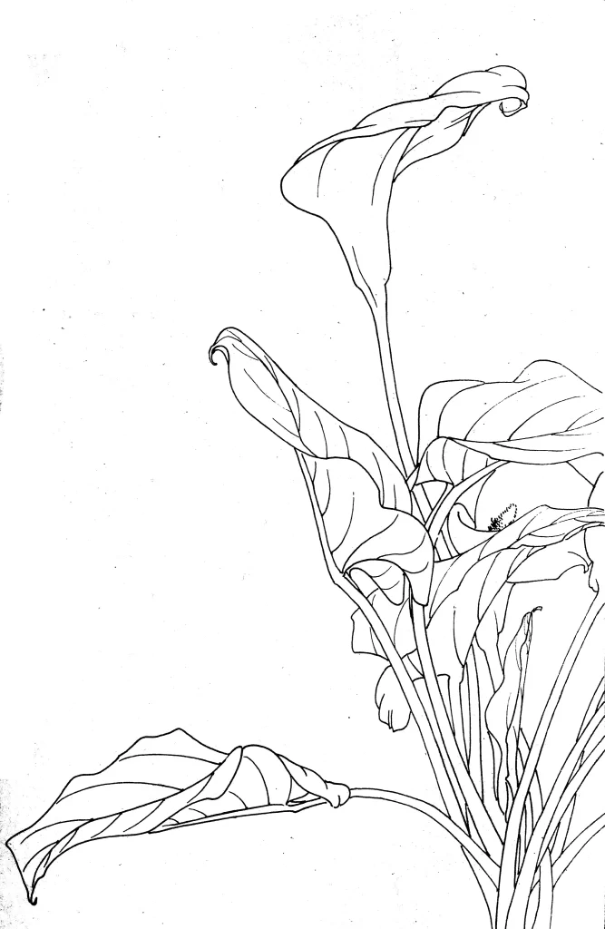 Calla Lily Chinese Line Drawing Botanical Art