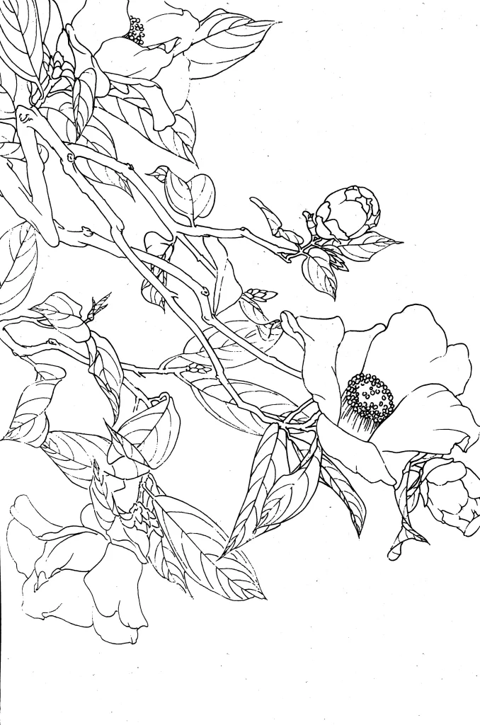 Camellia Chinese Line Drawing Botanical Art