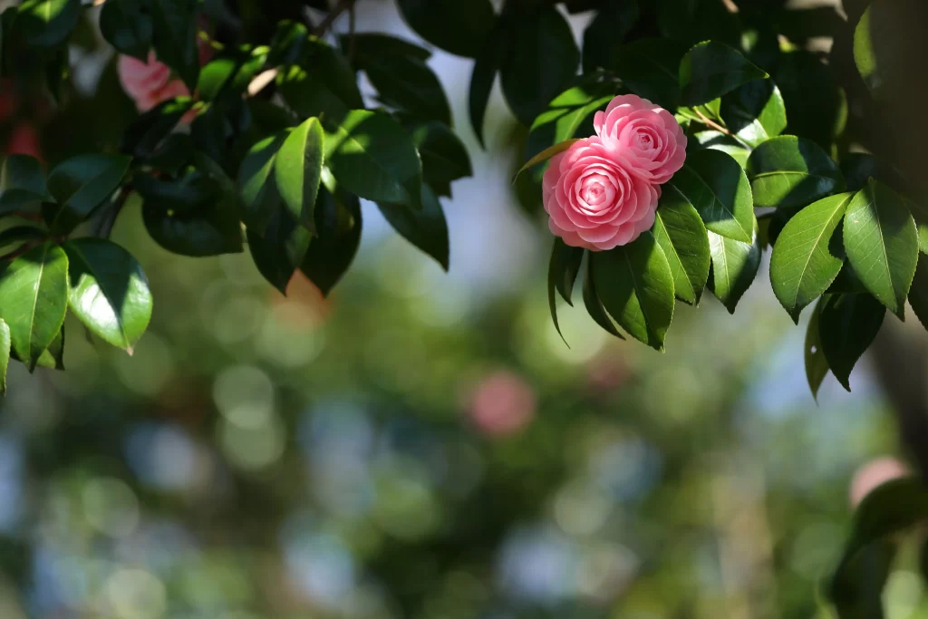 Camellia Pink Green Leaf Bloom Nature