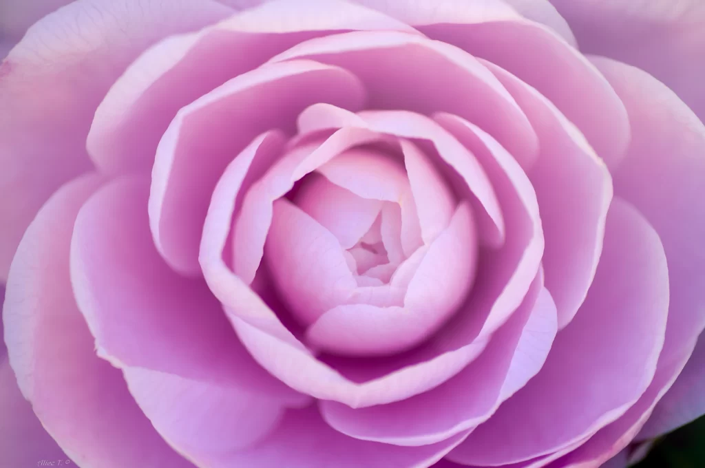 Camellia Pink Petal Bloom Nature