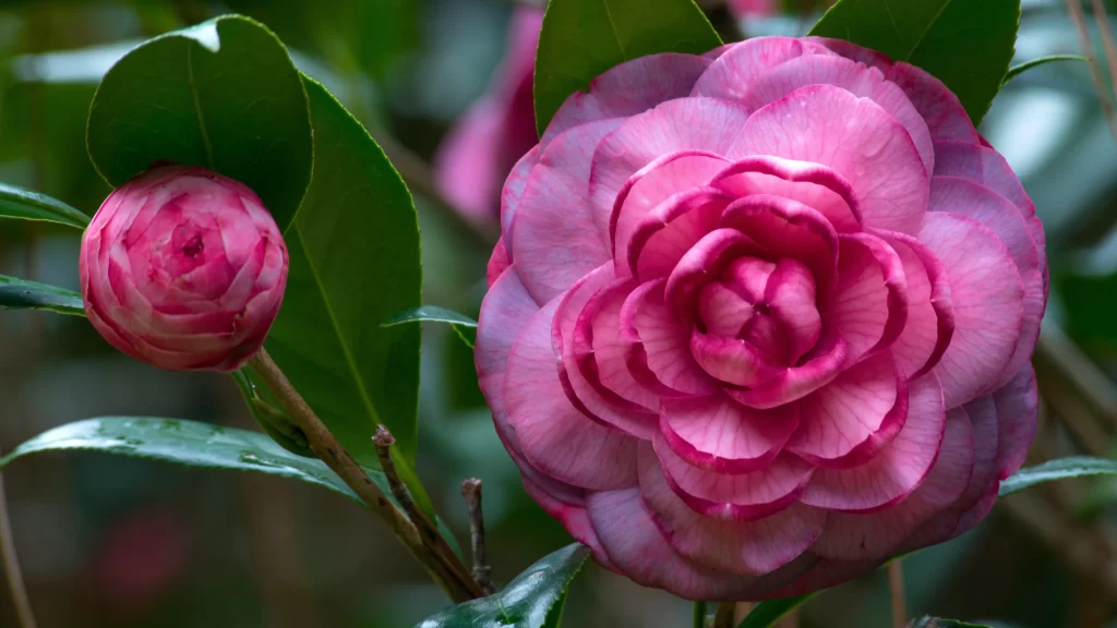 Camellia Pink Petal Bloom Bud Green