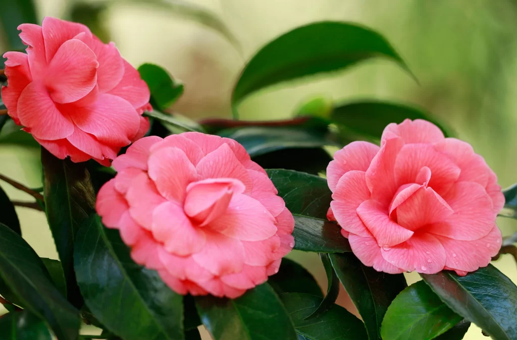 Camellia Pink Petal Green Leaf Bloom