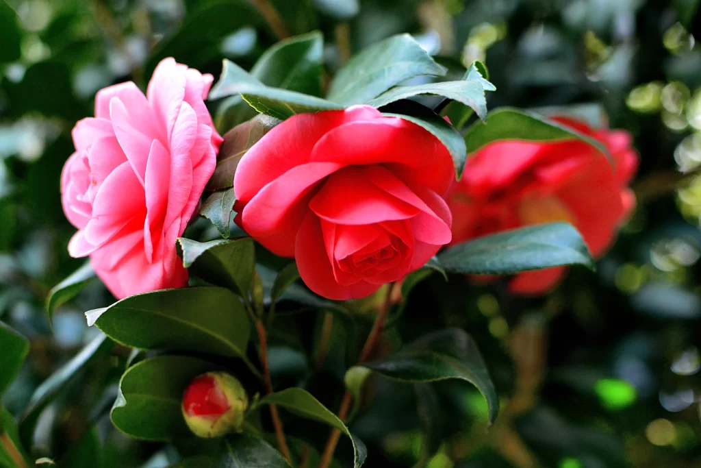 Camellia Pink Red Green Leaf Bud