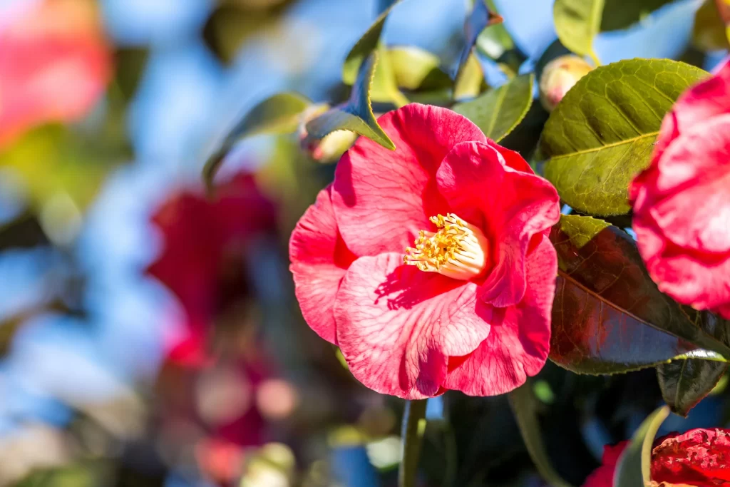 Camellia Pink Red Green Leaf Petal Bloom