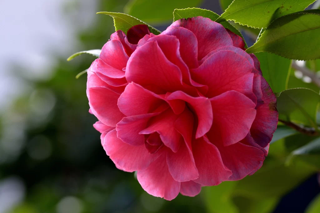 Camellia Pink Red Petal Green Leaf