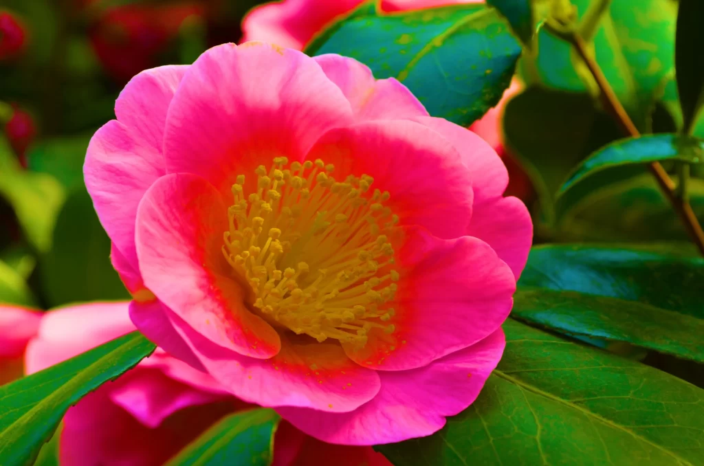 Camellia Pink Yellow Petal Bloom Green Leaves