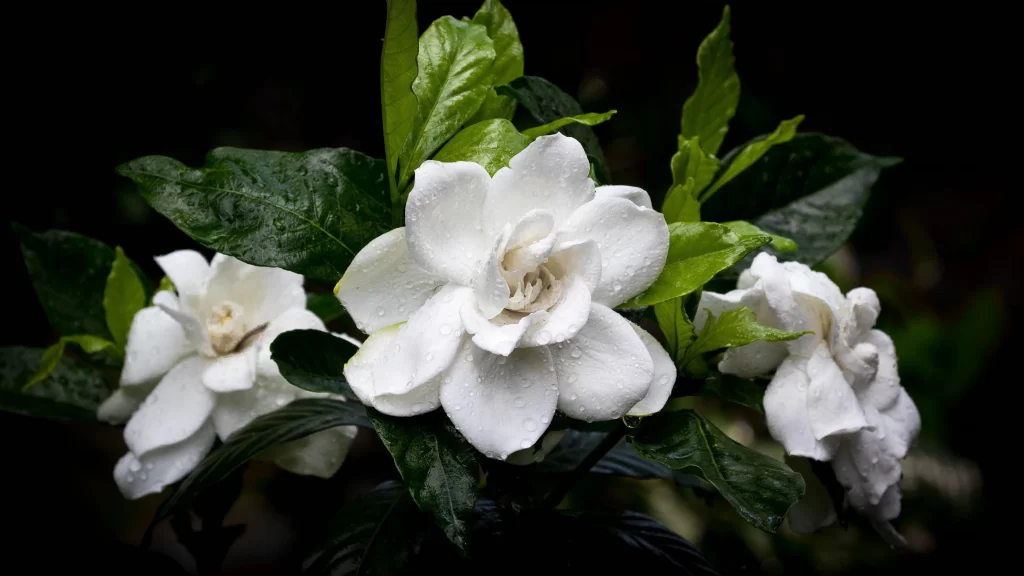 Camellia White Green Petal Leaf Dewdrops