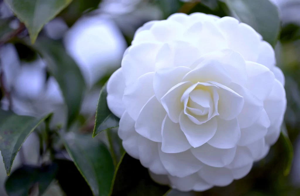 Camellia White Petal Bloom Green Leaf