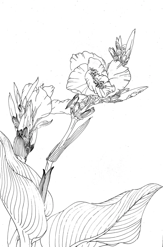 Canna Chinese Line Drawing Botanical Art