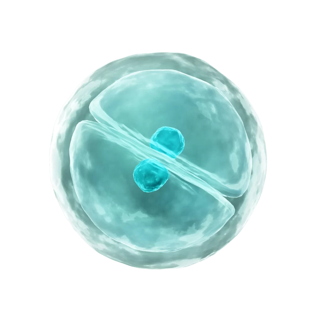 Cell Division Mitosis Chromosomes Cytokinesis Biological